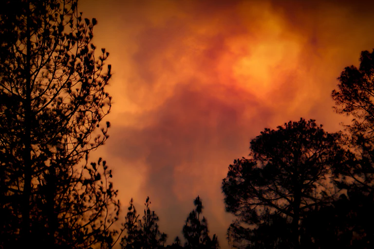 Vue d'une forêt en feu.