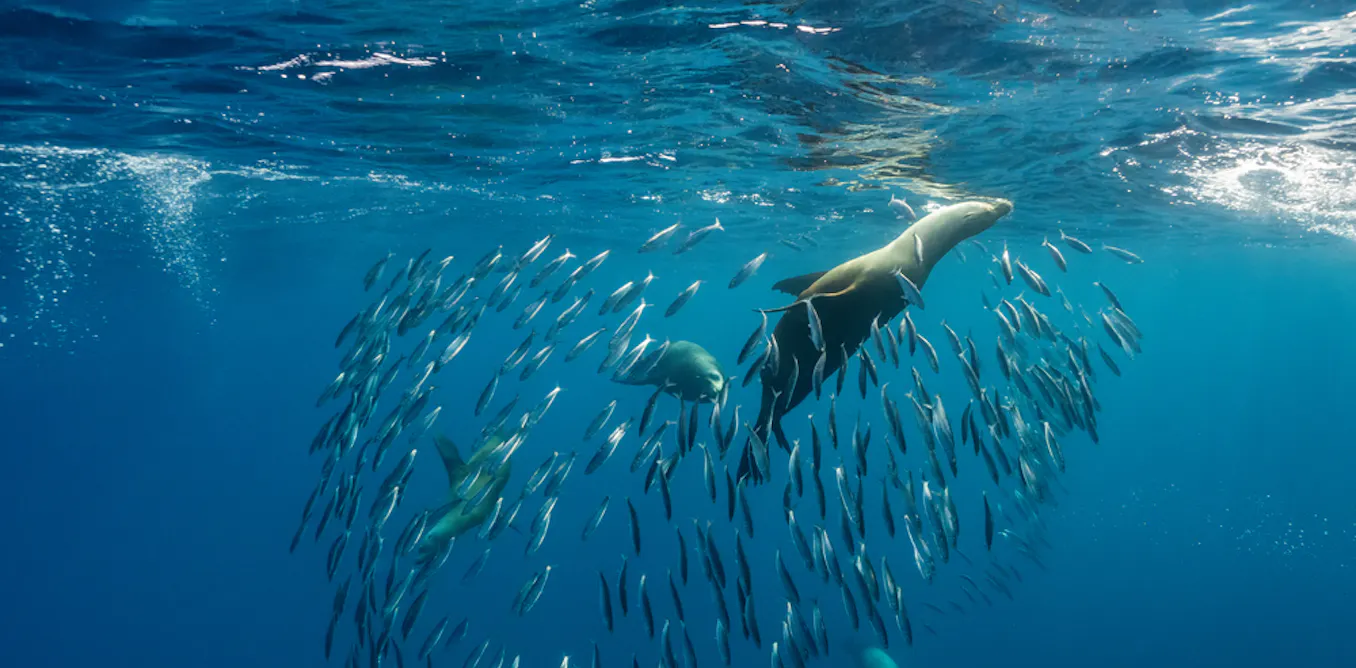 EnviroWireDaily — A ‘super’ El Niño has the power to devastate fishing – and leave seals and sea lions starving