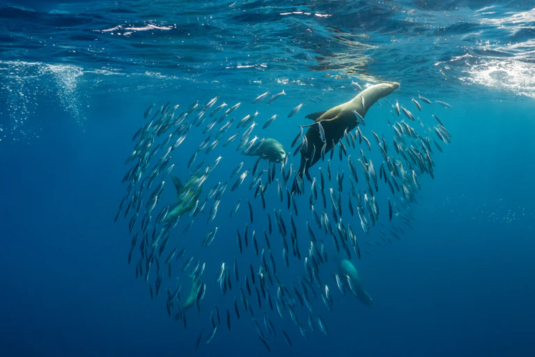 A sealion looking for food in a shoal of fish.