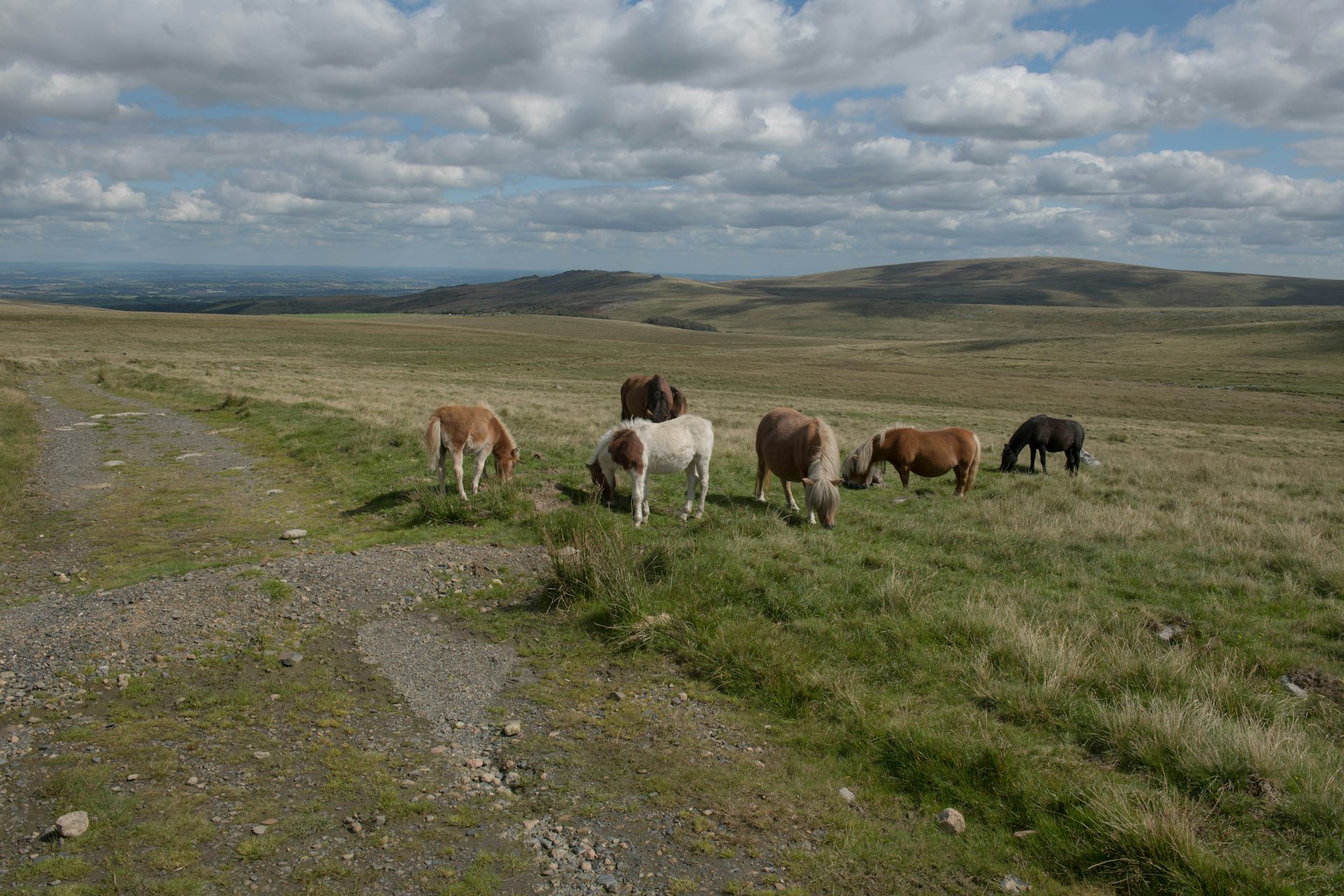 Semi-feral Dartmoor hill ponies grazing on Dartmoor.