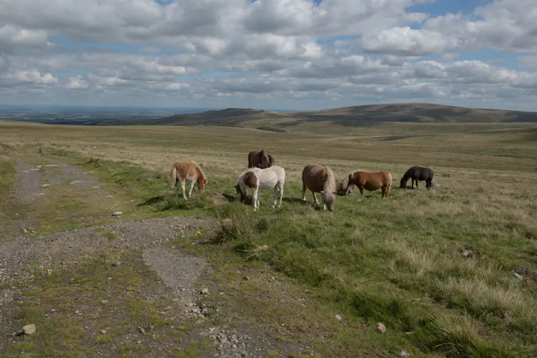 Semi-feral Dartmoor hill ponies grazing on Dartmoor.