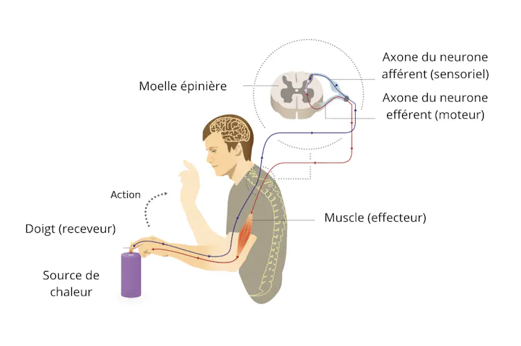 Schéma d’un mouvement réflexe. La réaction de retrait de la main ne nécessite pas de passage par le cerveau