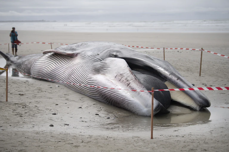Un rorqual commun échoué à Tréguennec (Finistère) en Septembre 2022.