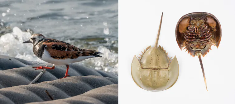 left panel: brown bird with white belly walks on bumpy ground with wave in background; right panel: horseshoe crab specimen from above and below