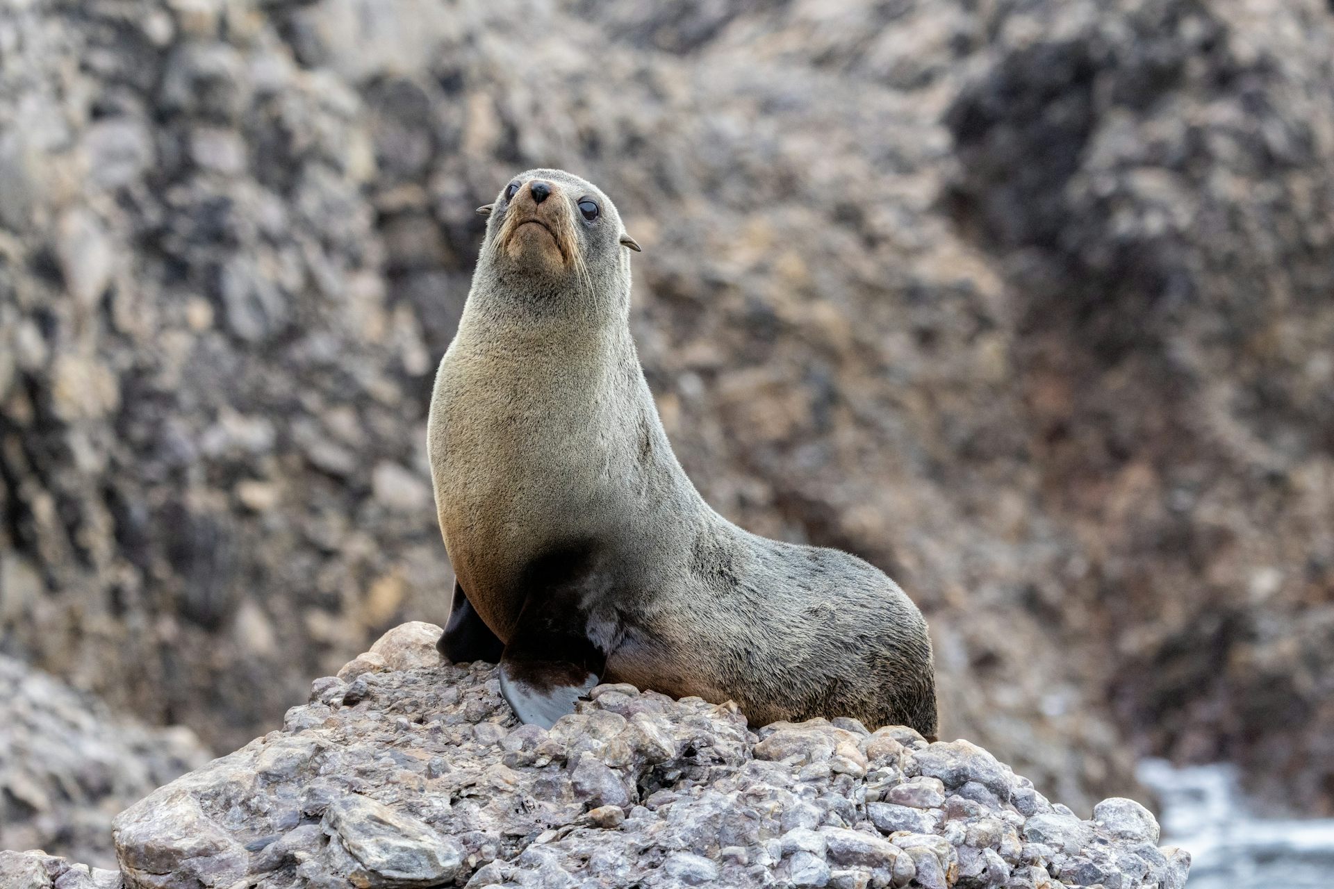 Seal pups and seabird chicks are suffering in extreme weather. How can we protect them?