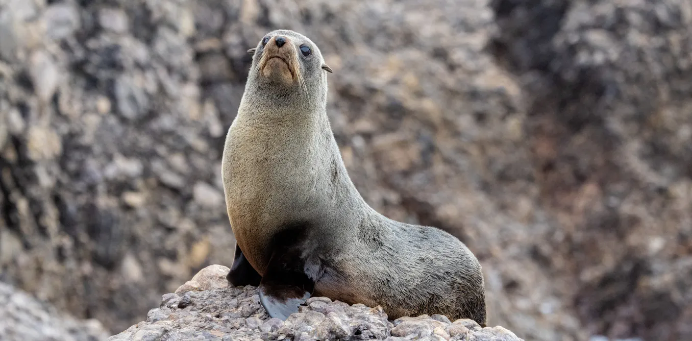 EnviroWireDaily — Seal pups and seabird chicks are suffering in extreme weather. How can we protect them?