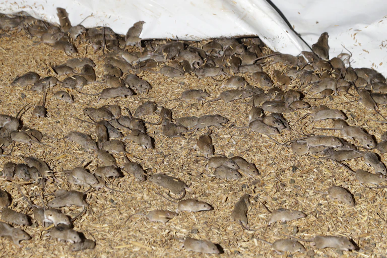 Mice scurry around on a pile of stored grain.