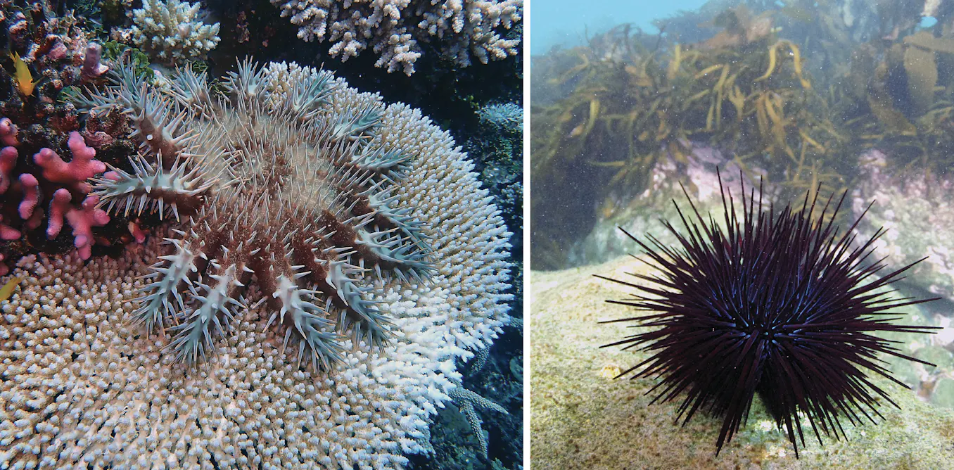 Prickly starfish and urchins are decimating Australia’s reefs. But we could find ways to protect them Prickly starfish and urchins are decimating Australia’s reefs. But we could find ways to protect them
