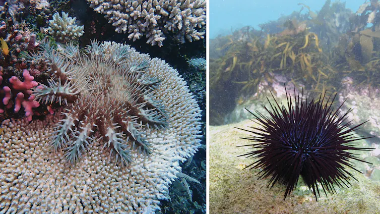 A crown-of-thorns starfish on coral (left image) and a long-spined sea urchin in the foreground with kelp in the background (right image).