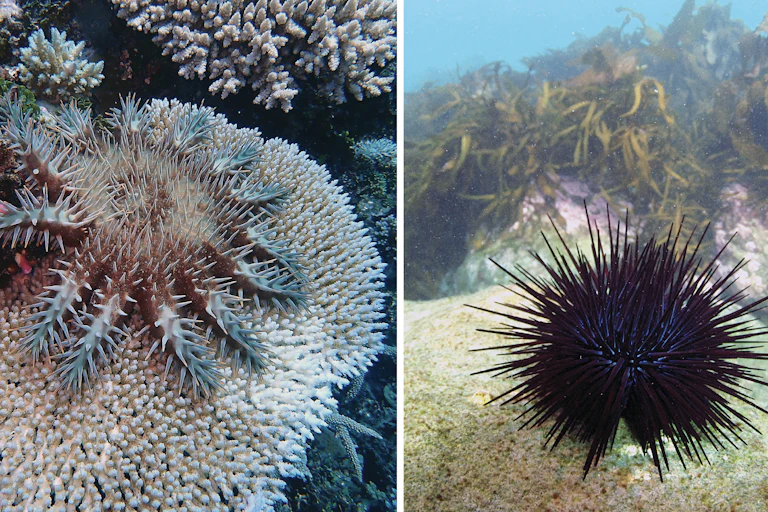 A crown-of-thorns starfish on coral (left image) and a long-spined sea urchin in the foreground with kelp in the background (right image).