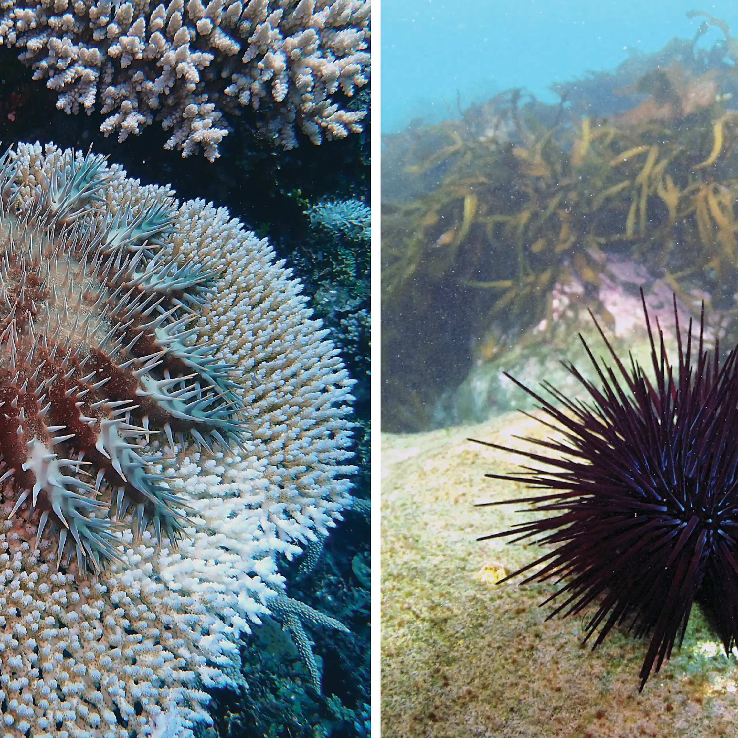 A crown-of-thorns starfish on coral (left image) and a long-spined sea urchin in the foreground with kelp in the background (right image).