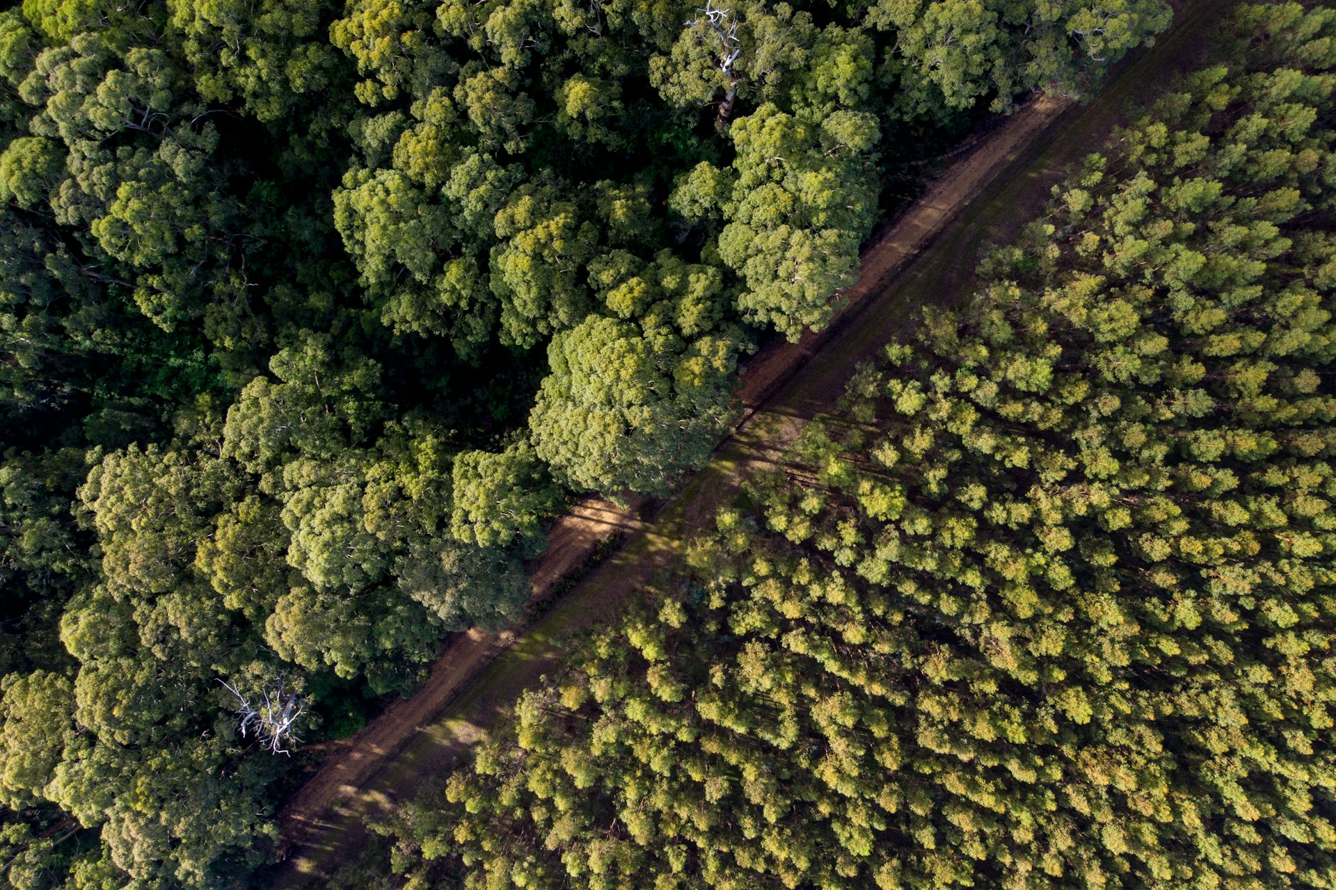 Burning forest ‘waste’ to make cement damages the climate. Let’s pursue cleaner options