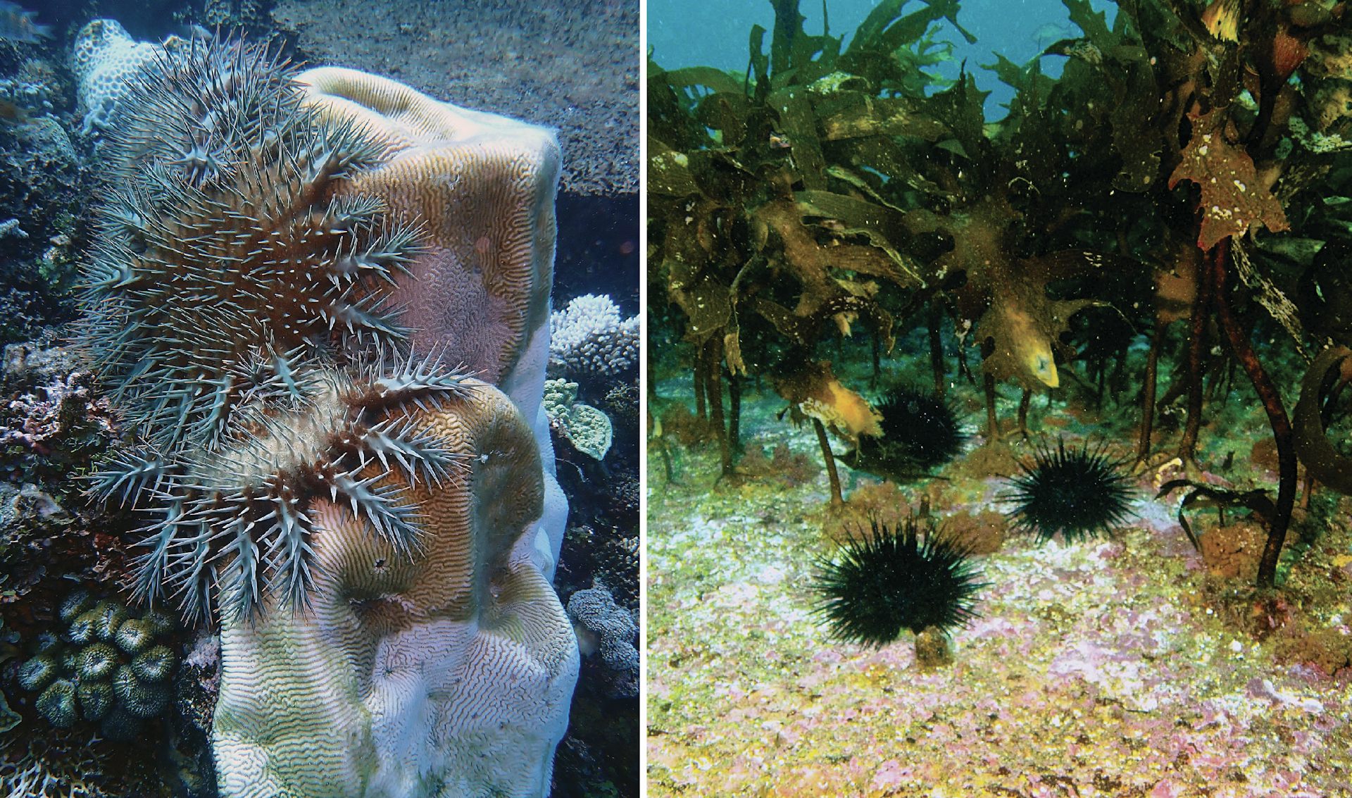 Three crown-of-thorns starfish feeding on a coral (left image) and three long-spined sea urchins feeding at the edge of a kelp forest (right image).
