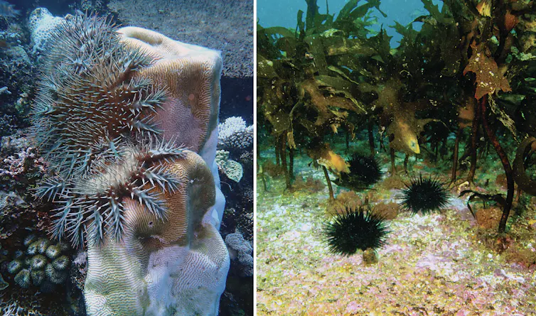 Three crown-of-thorns starfish feeding on a coral (left image) and three long-spined sea urchins feeding at the edge of a kelp forest (right image).