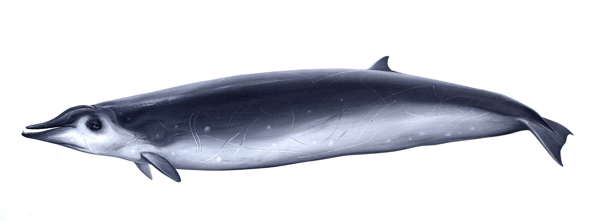 Illustration d’un Mesoplodon de True