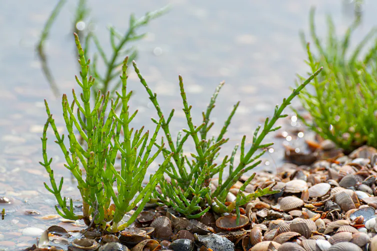 green plant growing by pebbly shore