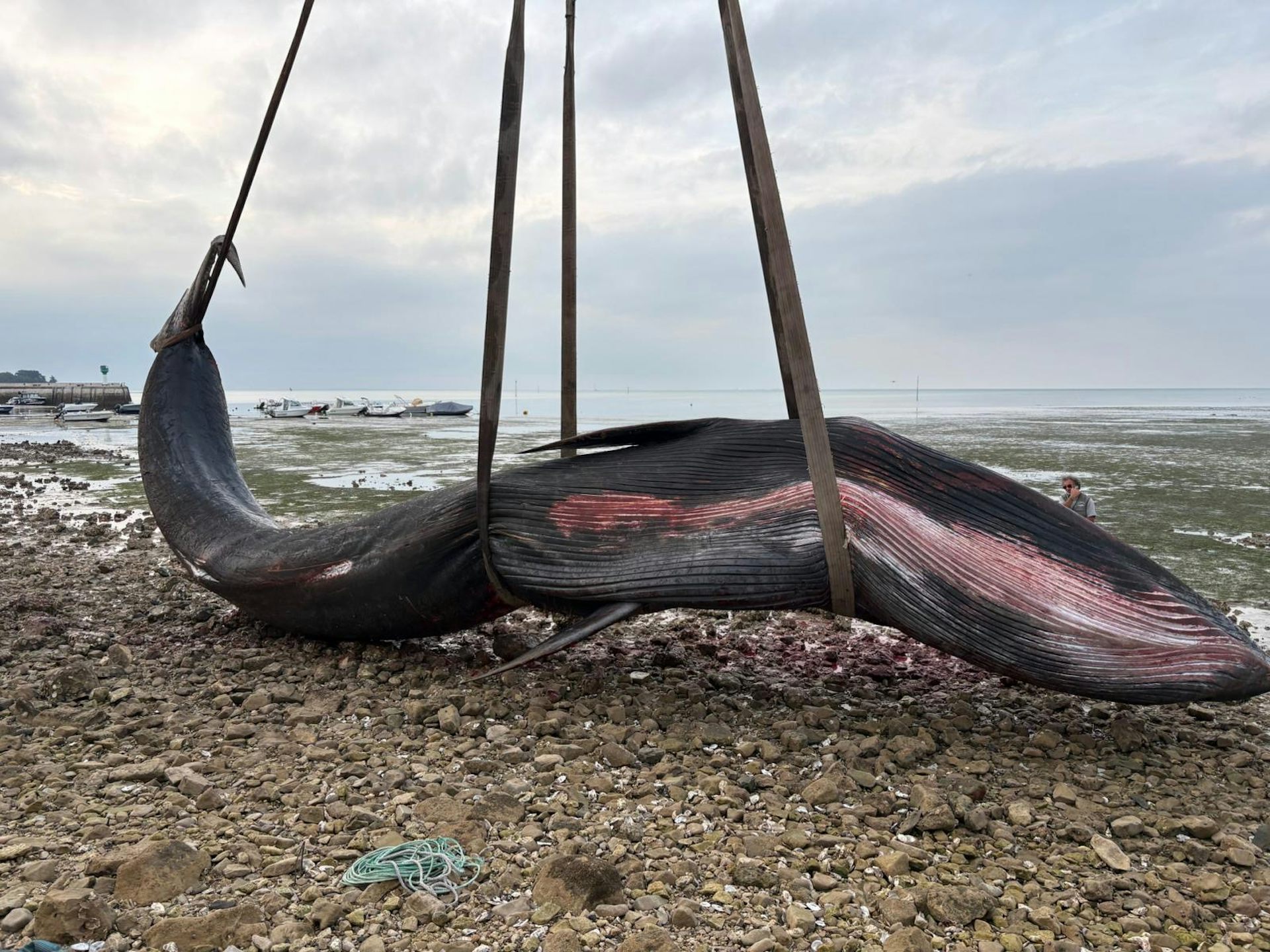 Rorqual boréal échoué sur l’île de Ré le 29 mai 2026