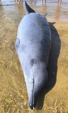 Mésoplodon de True échoué à Capbreton le 28 mai 2026