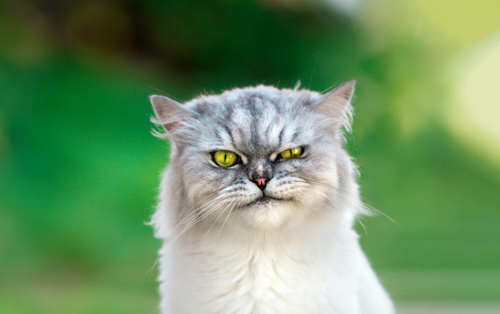 Um gato com cara de bravo.
