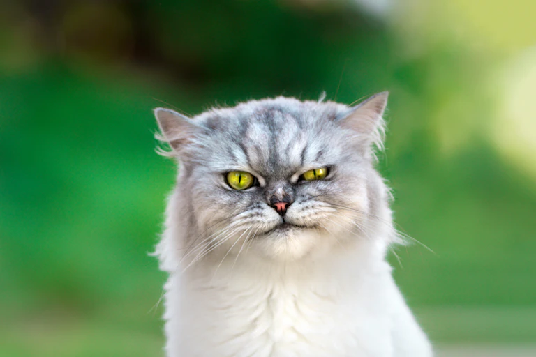 Um gato com cara de bravo.