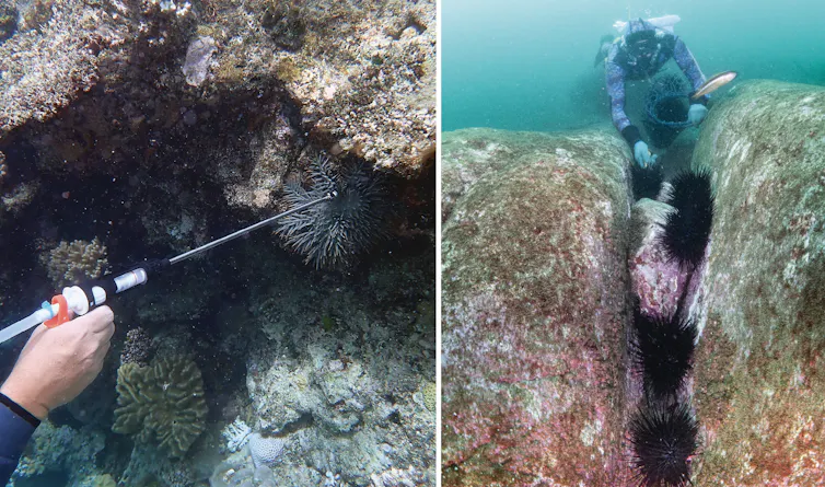 A diver culling a crown-of-thorns starfish (left image) and a diver harvesting long-spined sea urchins (right image).
