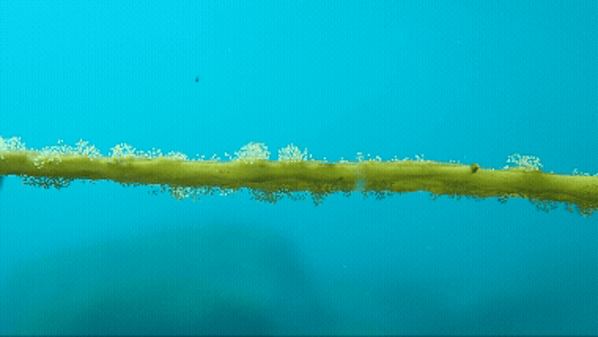 Seaweed blade releasing gametes