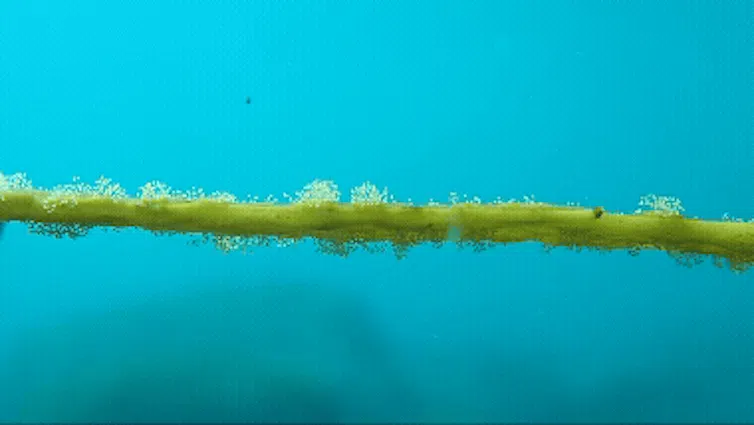 Seaweed blade releasing gametes