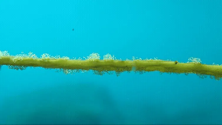 Seaweed blade releasing gametes