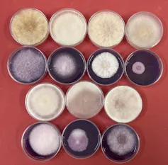 Foto mostra placas de petri com amostras de microrganismos cultivados do nevoeiro