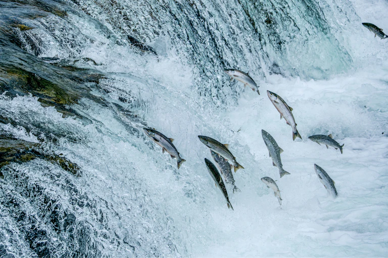 salmon jump out of the water