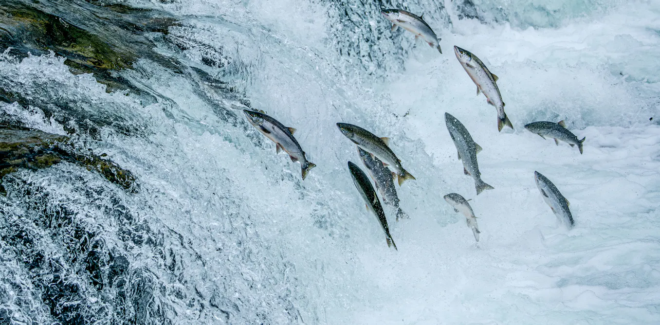 Canada’s infrastructure projects could damage Pacific salmon habitats Canada’s infrastructure projects could damage Pacific salmon habitats