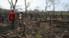 People walking in a burnt field