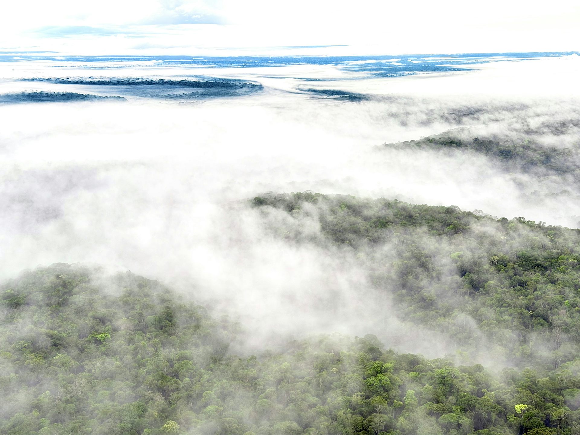 Foto mostra uma floresta coberta por neblina