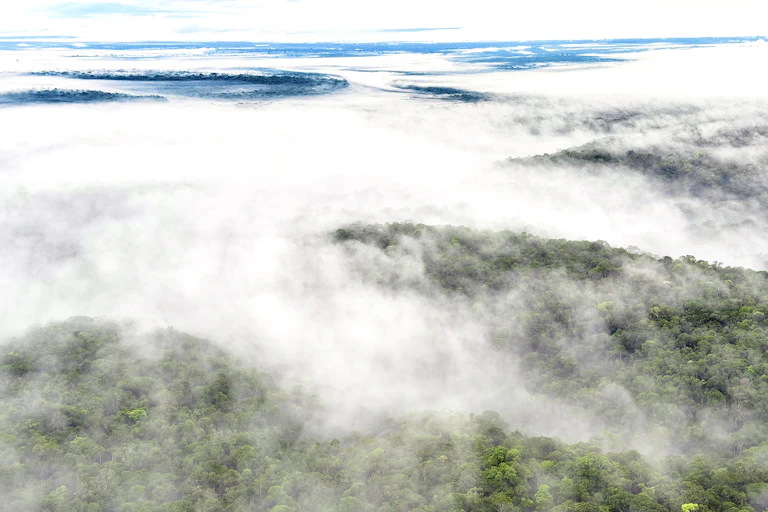 Foto mostra uma floresta coberta por neblina