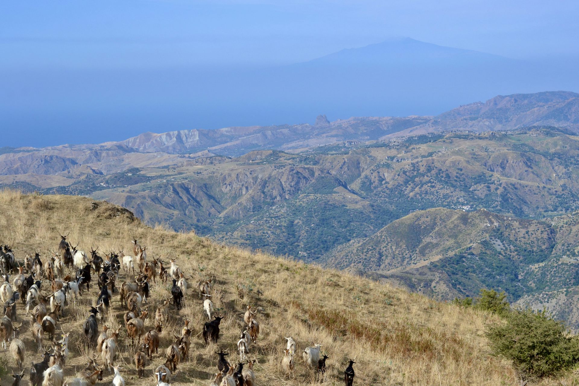 A rural scene with the sea and Mount Etna in the background.