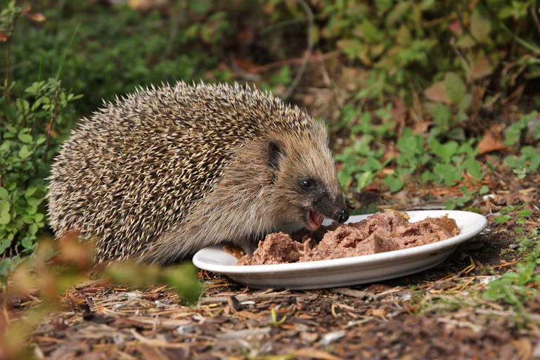 Hedgehog eats from dish