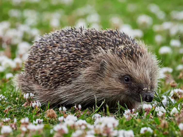 Hedgehog on lawn