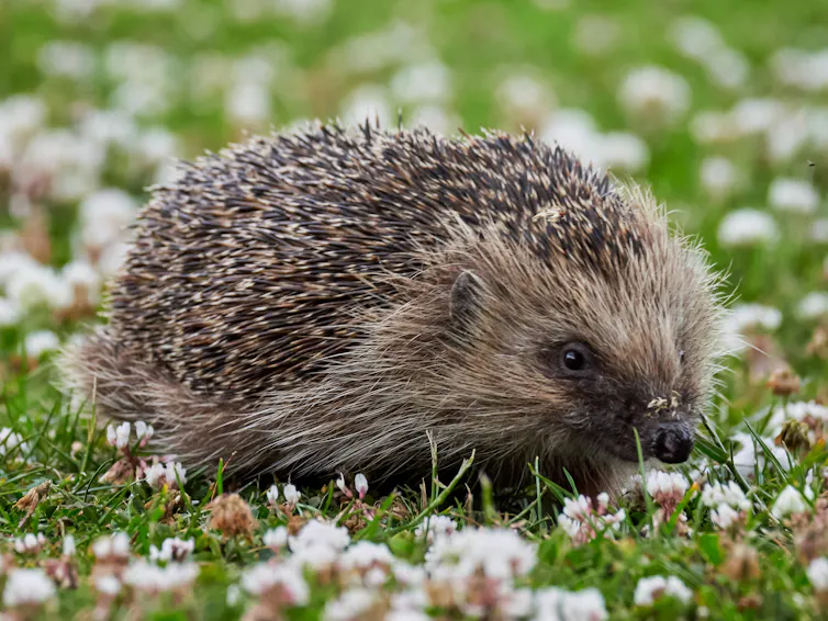 Hedgehog on lawn