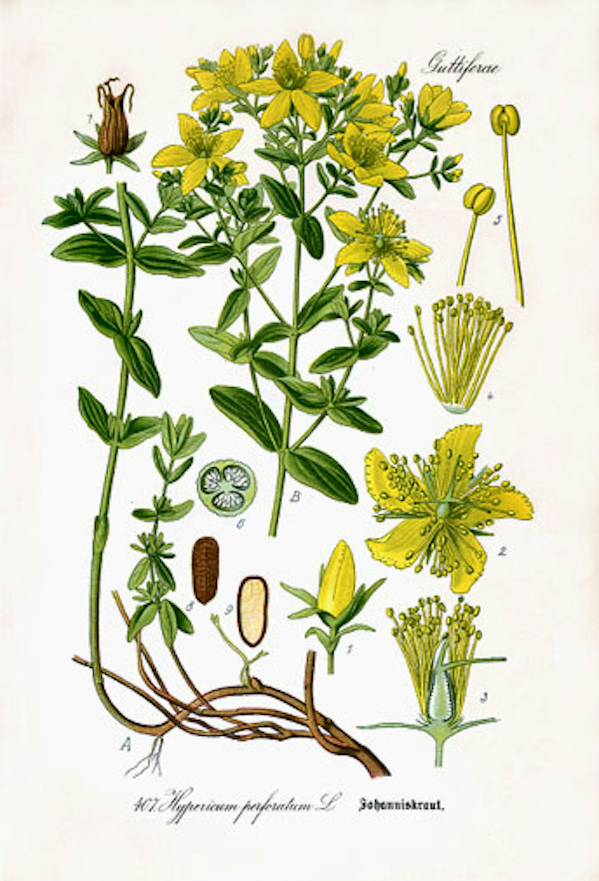 Color illustration of a plant with its different parts.