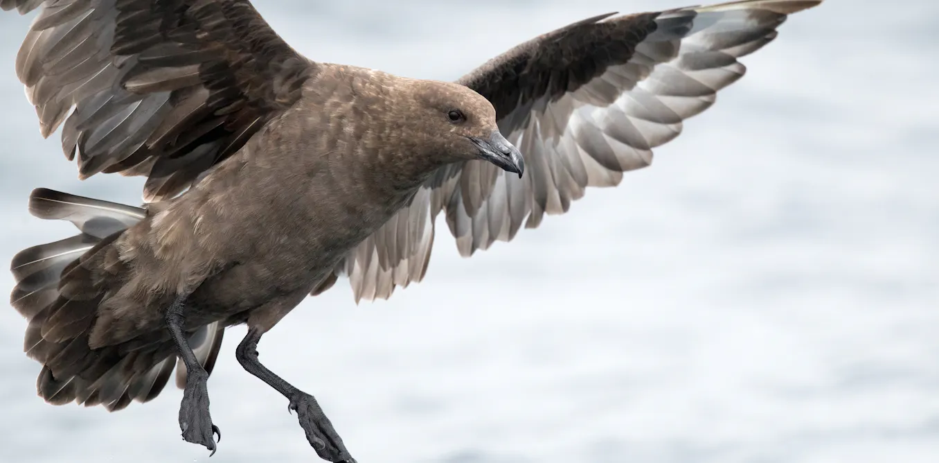 EnviroWireDaily — The first case of H5N1 bird flu in Australia has been confirmed. What does this mean?