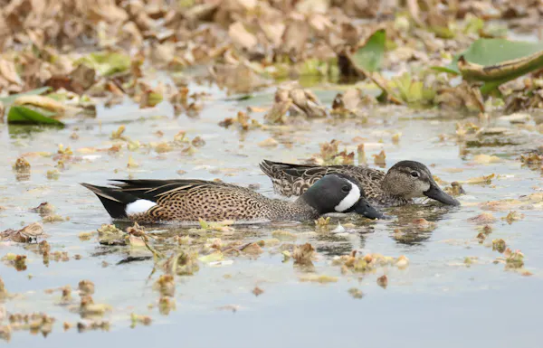 Two ducks dabbling in a river.