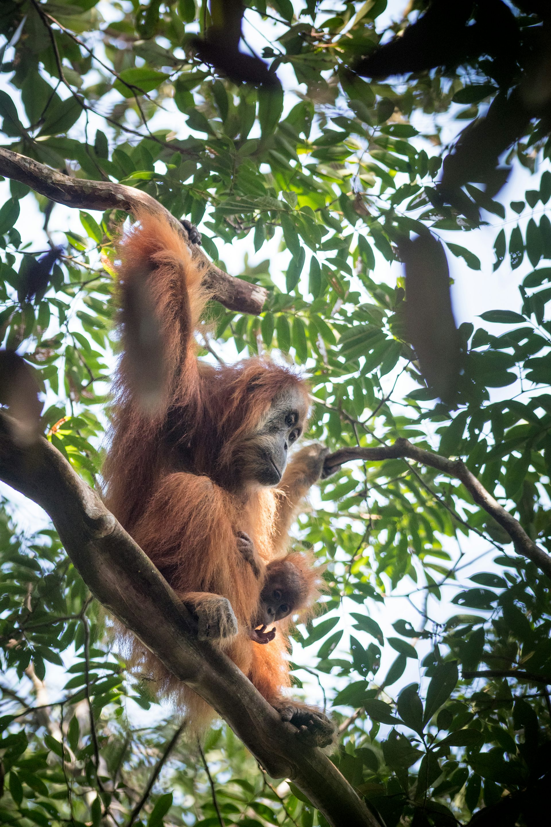 EduWireDaily — Multiple threats endanger the world’s rarest great ape, a new study on the Tapanuli orangutan reveals