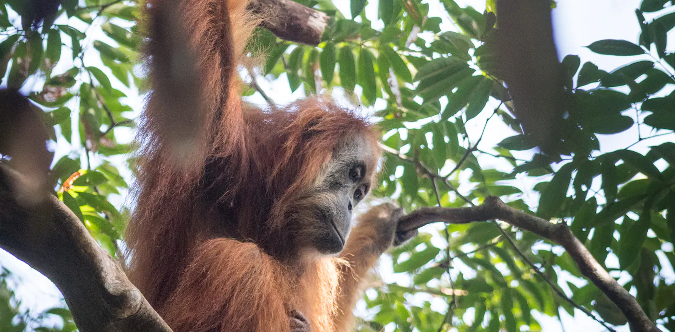 EduWireDaily — Multiple threats endanger the world’s rarest great ape, a new study on the Tapanuli orangutan reveals