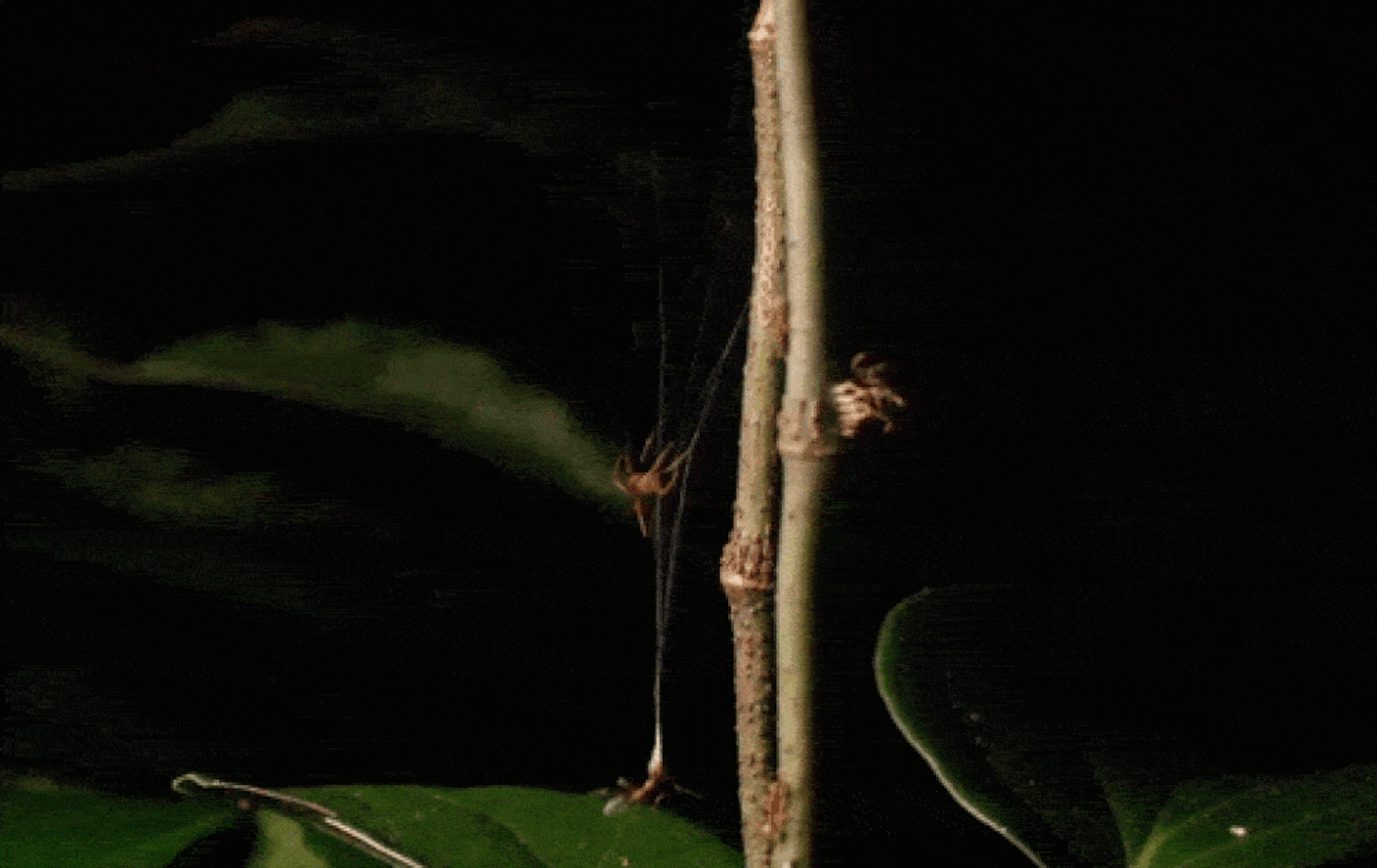 This tiny Australian spider uses a high-powered web catapult to trap and eat aggressive ants