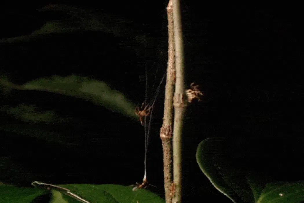 This tiny Australian spider uses a high-powered web catapult to trap and eat aggressive ants