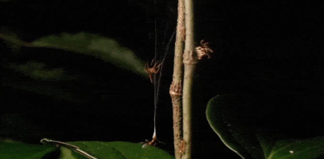 This tiny Australian spider uses a high-powered web catapult to trap and eat aggressive ants