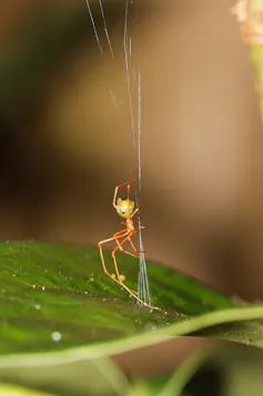 A spider attaching strands of web to a leaf.