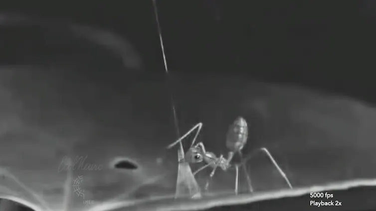 An ant biting a spiderweb.
