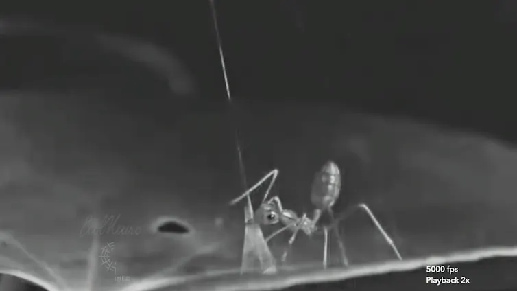 An ant biting a spiderweb.