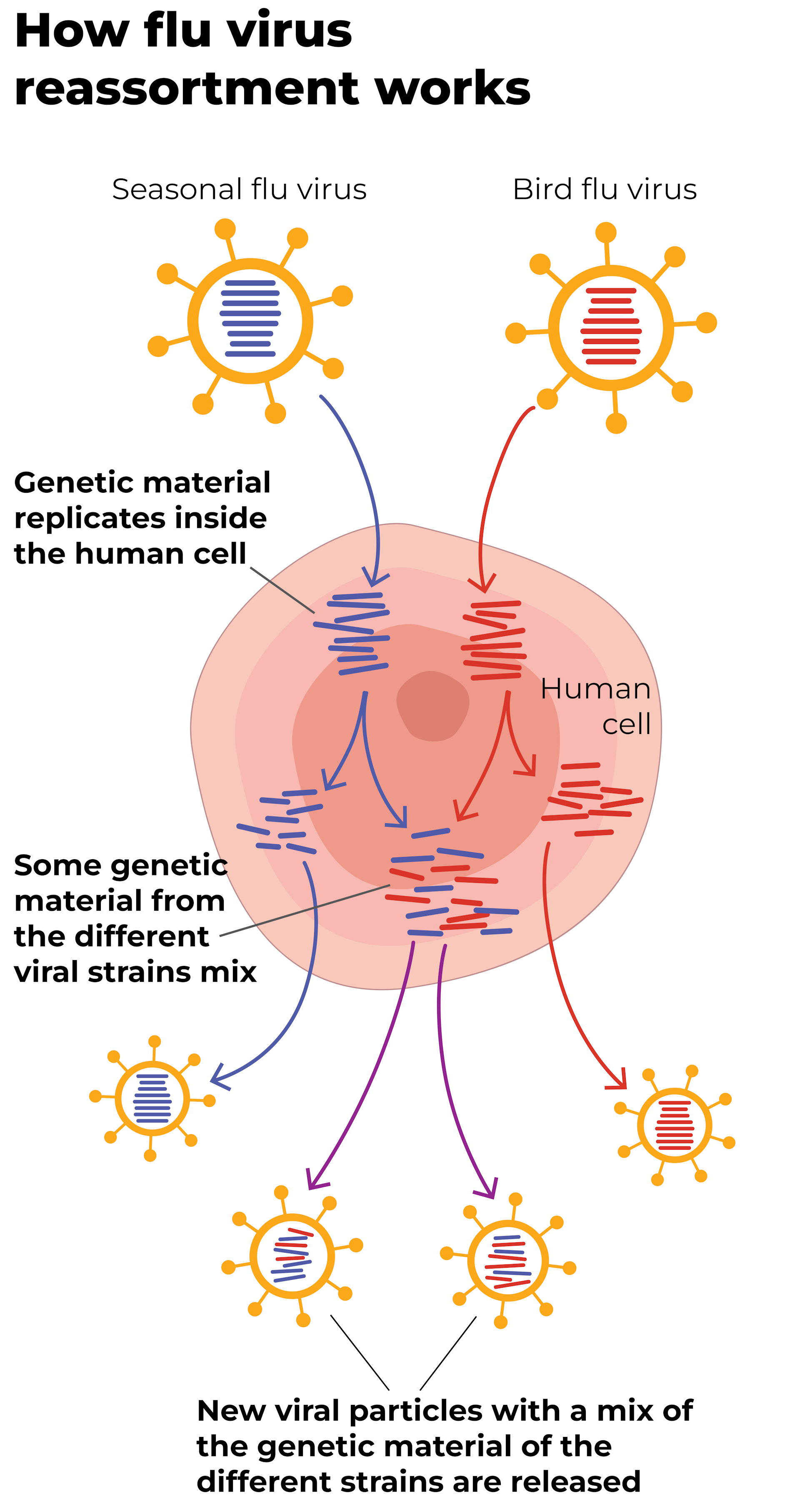What’s the risk of humans getting sick from bird flu?